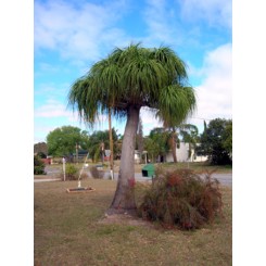 Ponytail Palm 16' Overall Height